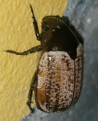 Anomala flavipennis