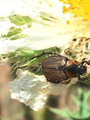 Strigoderma arbicola