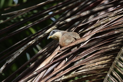 Coccyzus ferrugineus