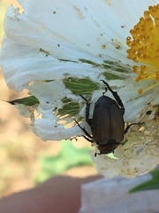 Strigoderma arbicola
