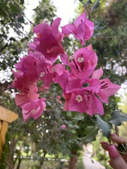 Bougainvillea
