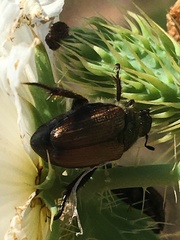 Strigoderma arbicola