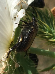 Strigoderma arbicola
