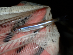 Common Smelt photo 5