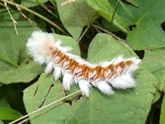 Neopreptos marathusa