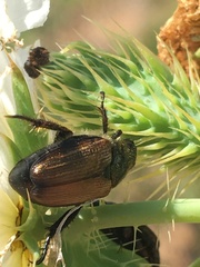 Strigoderma arbicola