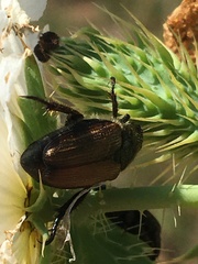 Strigoderma arbicola