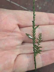 Paraferrisia podocarpi