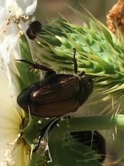 Strigoderma arbicola