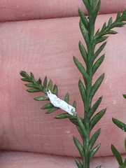 Paraferrisia podocarpi