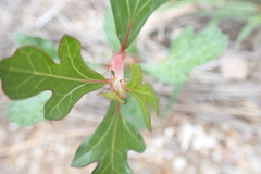Jatropha dioica