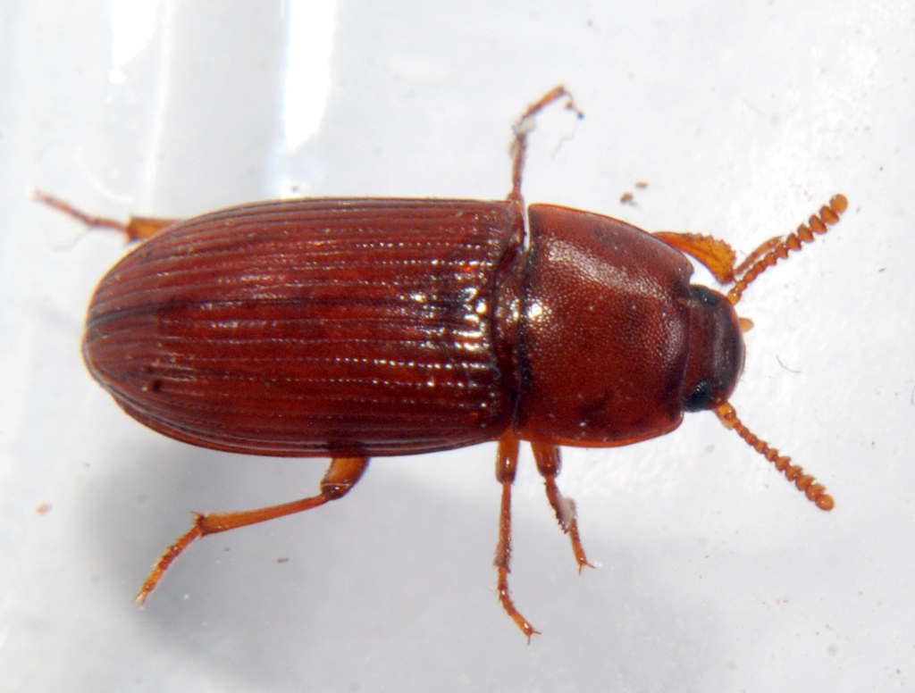 Uloma punctulata