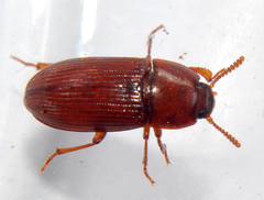 Uloma punctulata