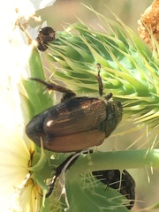 Strigoderma arbicola