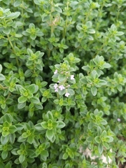 Thymus × citriodorus