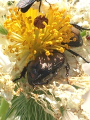 Strigoderma arbicola