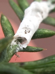 Paraferrisia podocarpi