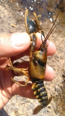 Cambarus coosae