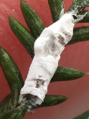 Paraferrisia podocarpi