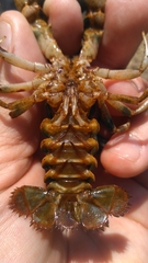Cambarus coosae
