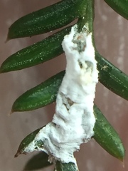 Paraferrisia podocarpi