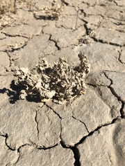 Atriplex argentea longitrichoma