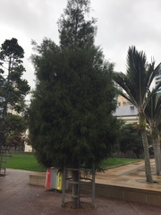 Paraferrisia podocarpi