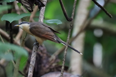 Coccyzus ferrugineus