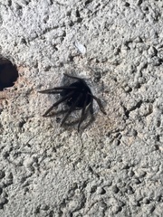 Segestria florentina