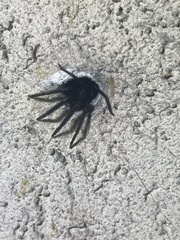 Segestria florentina