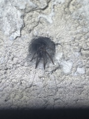 Segestria florentina