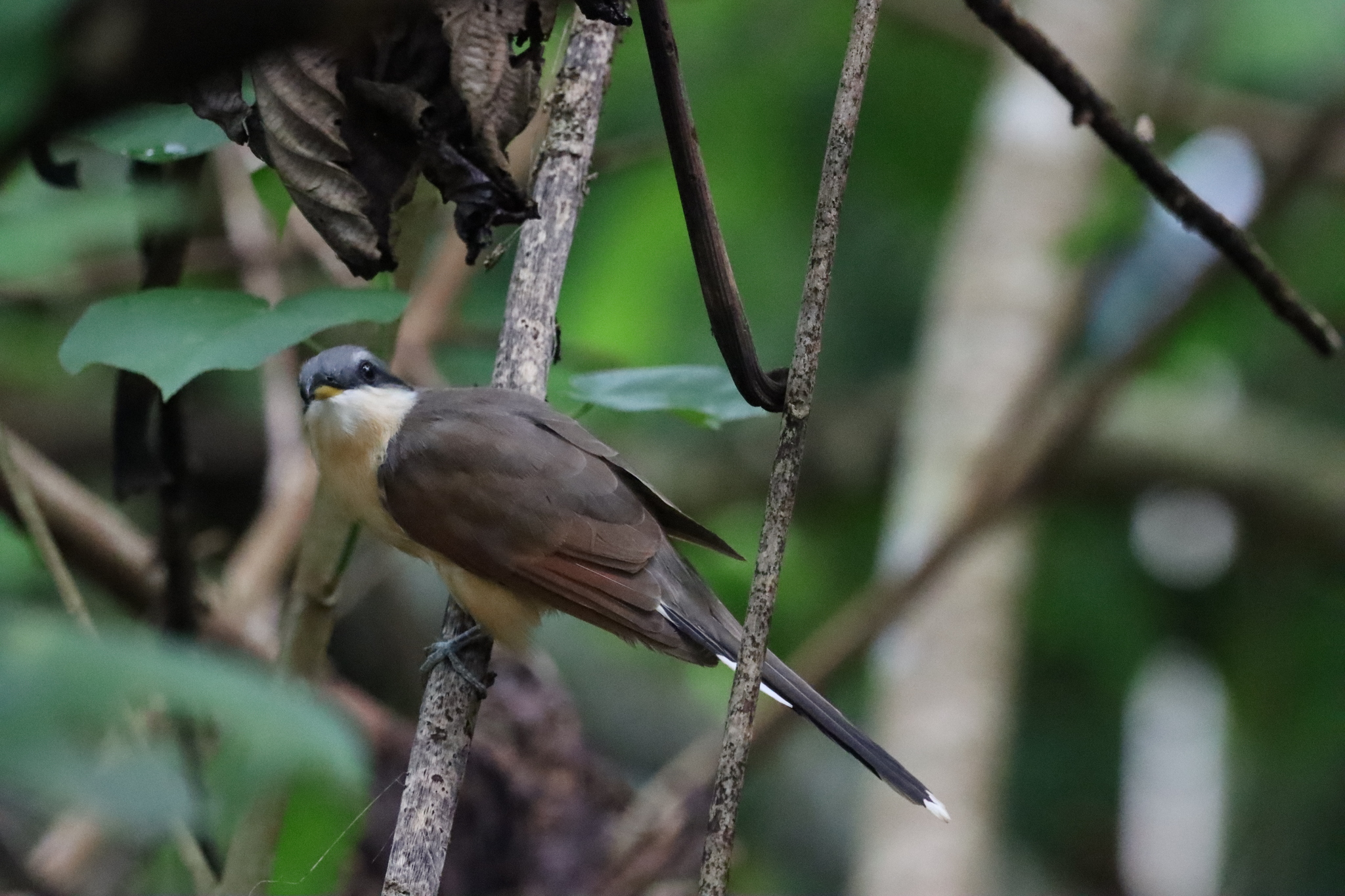 Cocos Cuckoo (Coccyzus ferrugineus), photo 3