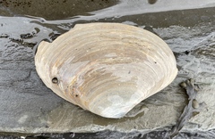 Mactromeris polynyma