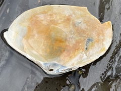 Mactromeris polynyma