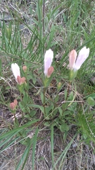 Spigelia alabamensis