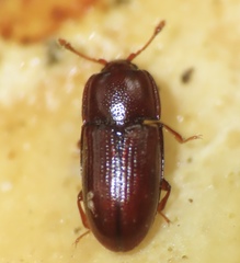 Philothermus glabriculus