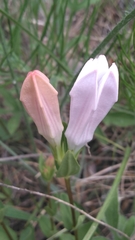Spigelia alabamensis