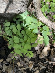Adiantum shastense image