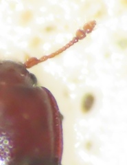 Philothermus glabriculus