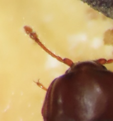 Philothermus glabriculus