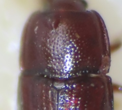 Philothermus glabriculus