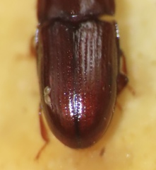 Philothermus glabriculus