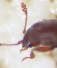 Philothermus glabriculus