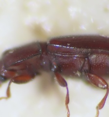 Philothermus glabriculus