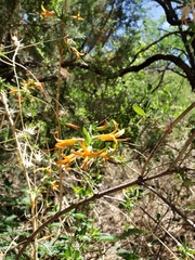 Anisacanthus thurberi
