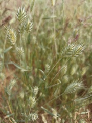 Eremopyrum orientale