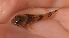 Cottus carolinae