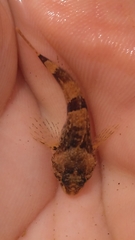 Cottus carolinae
