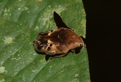 Hoplopyga ocellata