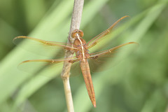 Libellula saturata